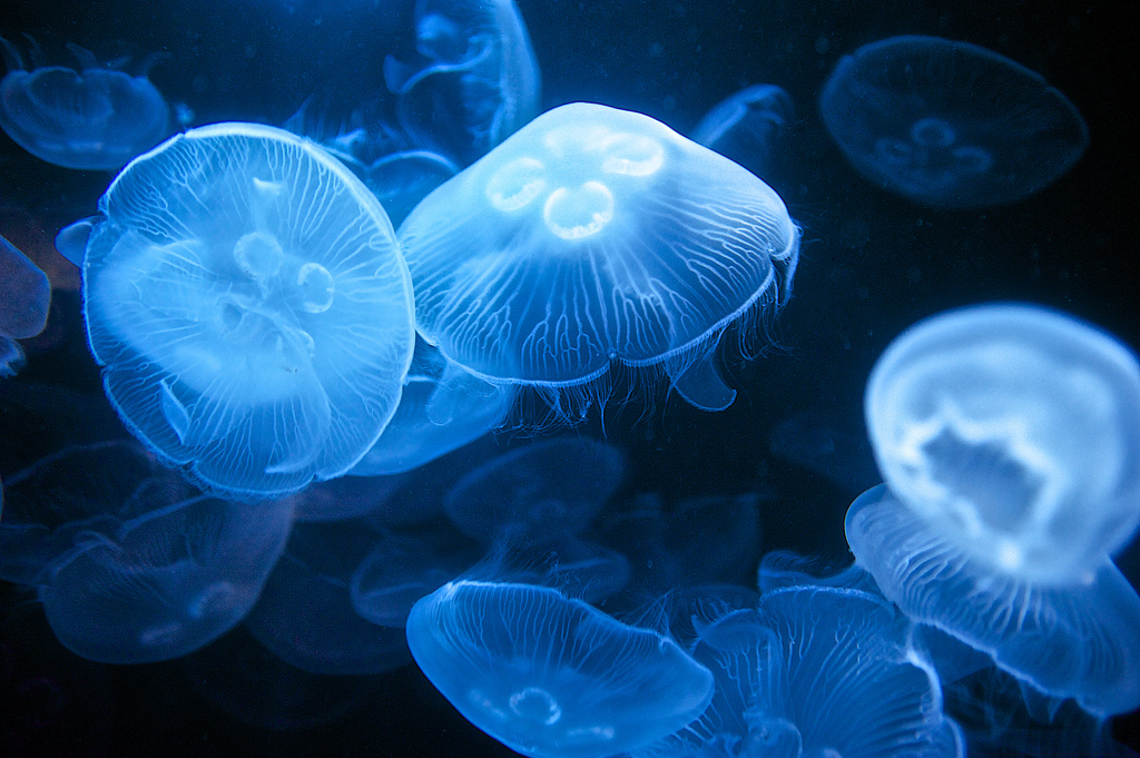 jellyfish